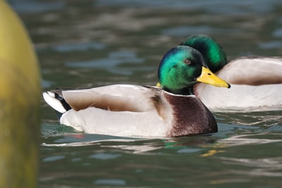 Water white green mallard ducks
